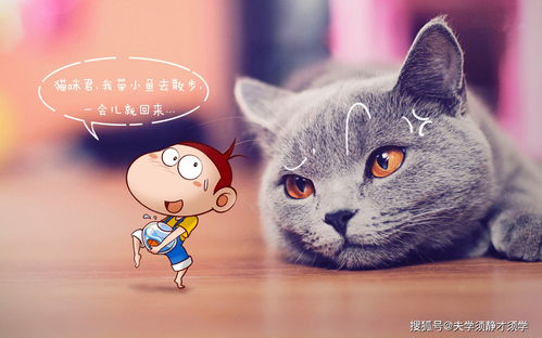 猫与朋友正版免费（暂未上线）-猫与朋友全解锁最新版2024下载v.8.93